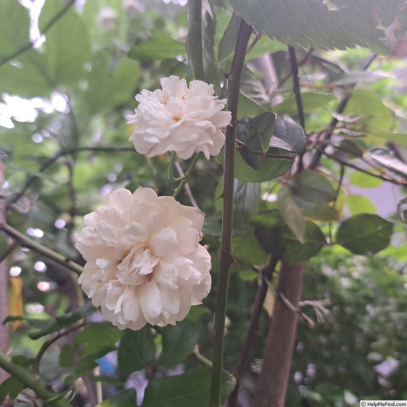 'Adélaide d'Orléans (hybrid sempervirens, Jacques 1825)' rose photo