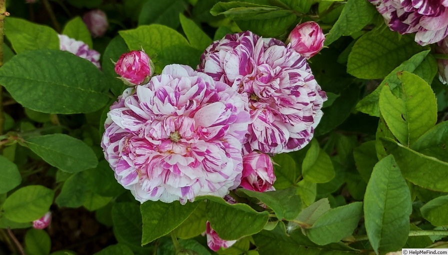 'Tricolore de Flandre' rose photo
