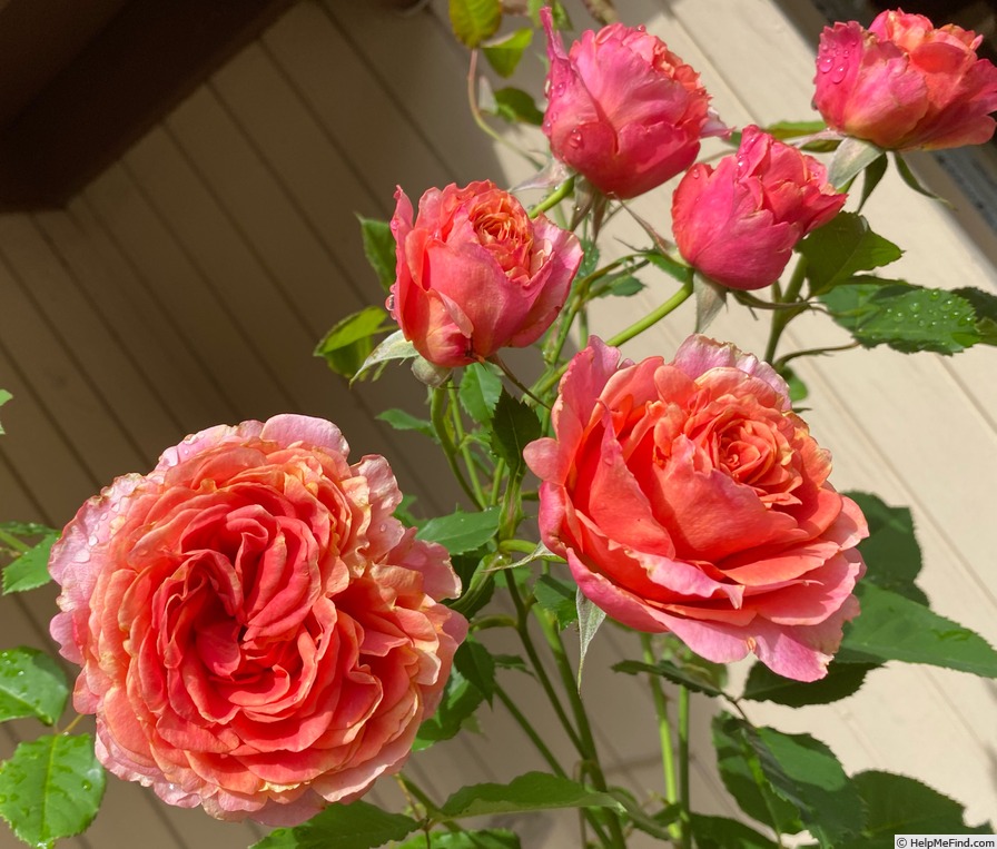 'Crazy Love (shrub Kordes pre 2013)' rose photo