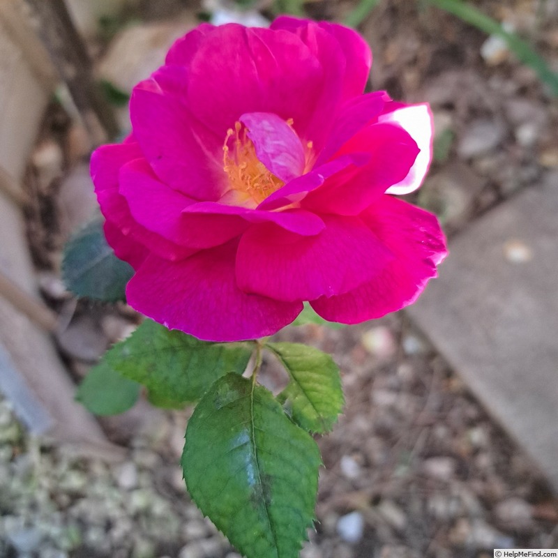 'Baby Blue ®' rose photo