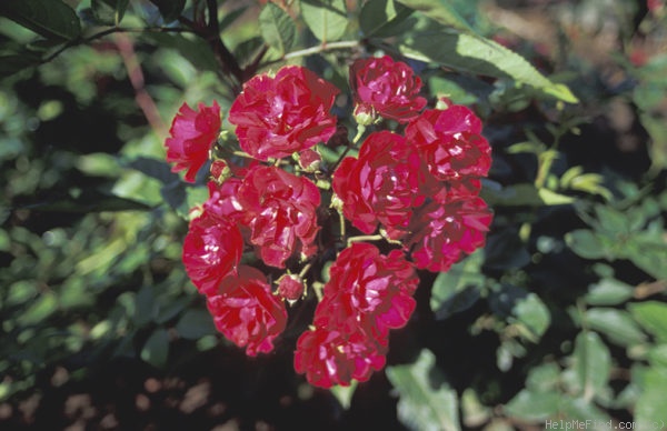 'Ilmenau' rose photo