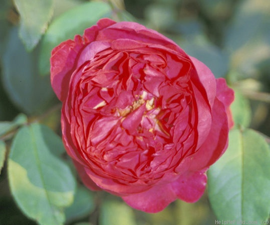 'Benjamin Britten' rose photo