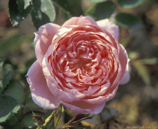 'Colette (climber, Meilland 1994)' rose photo