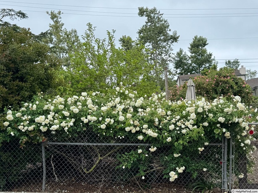 'Lamarque (noisette, Maréchal, 1830)' rose photo