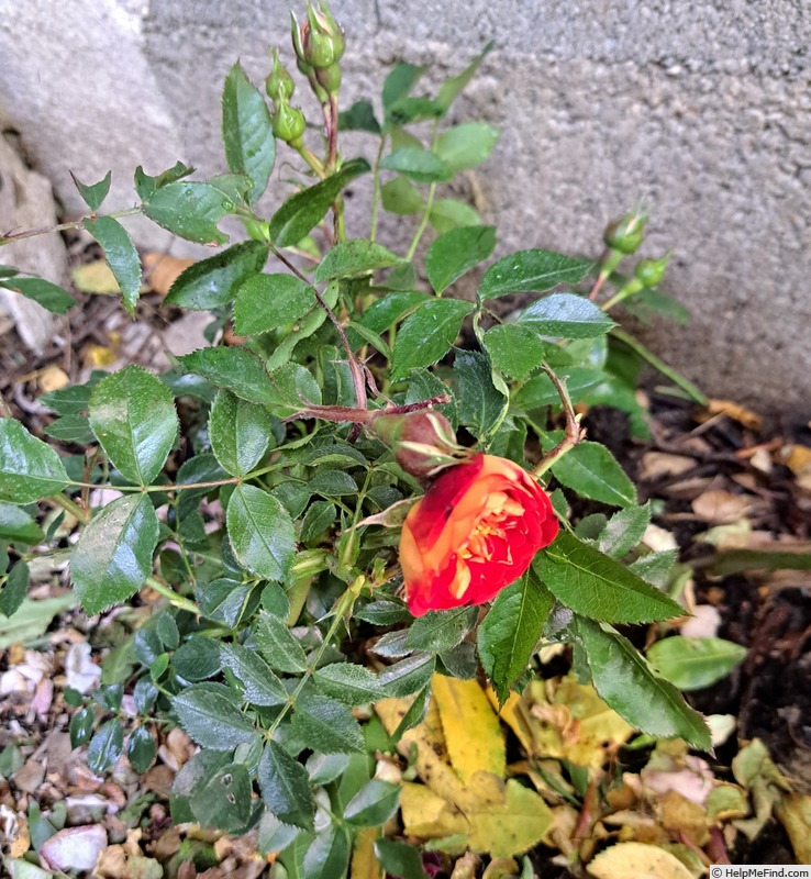 'Starlet Rose Carmen ®' rose photo