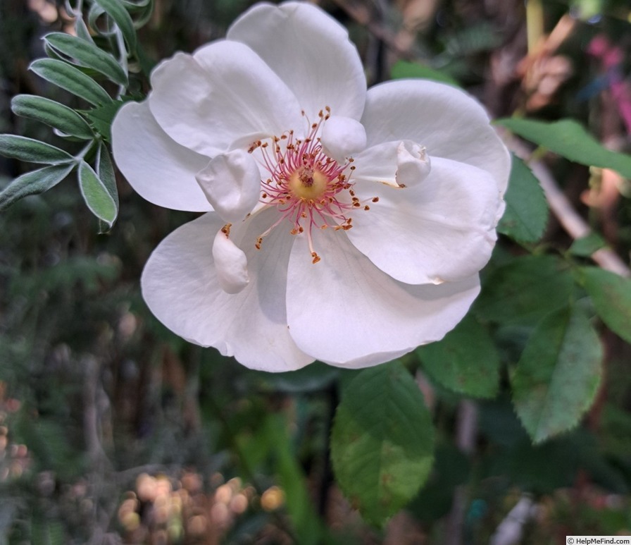 'Jacqueline du Pré (shrub, Harkness before 1986)' rose photo
