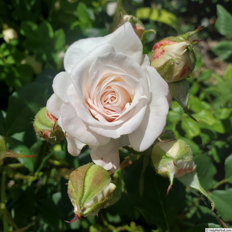 'English Miss' rose photo