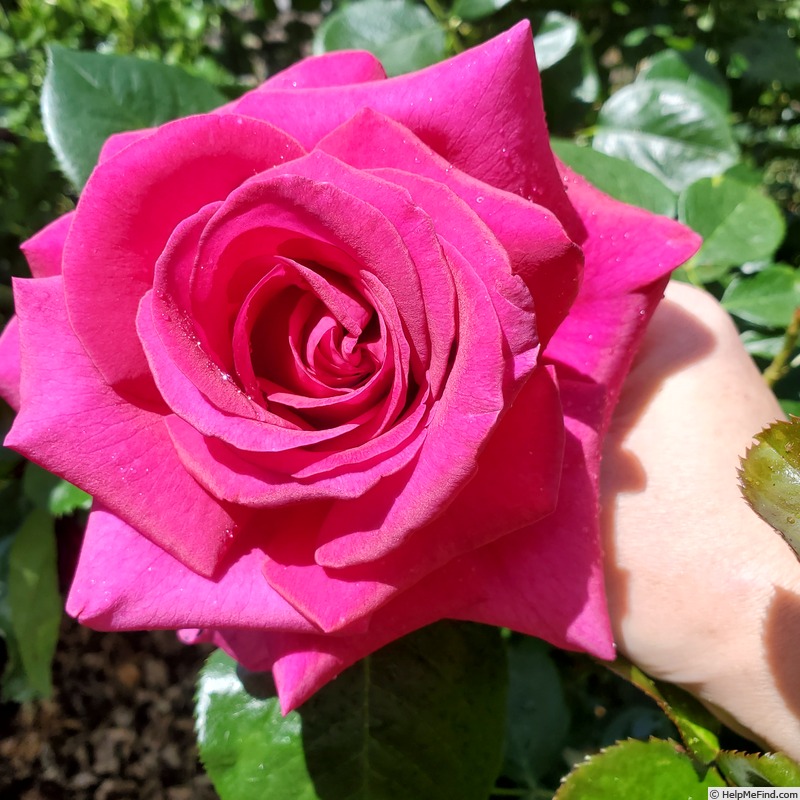 'Della Reese ™' rose photo