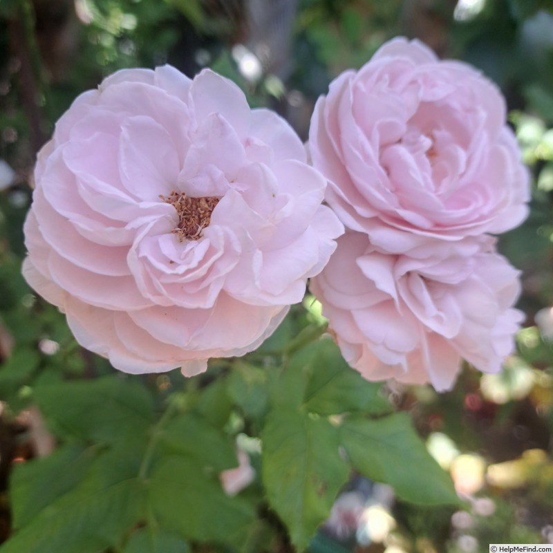 'Nahéma' rose photo