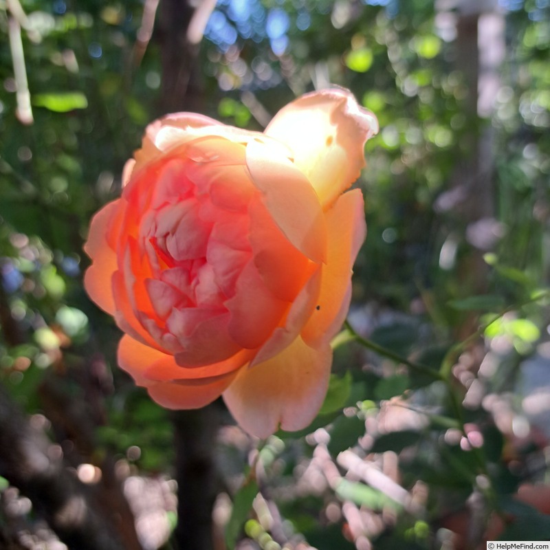 'Lady of Shalott ®' rose photo