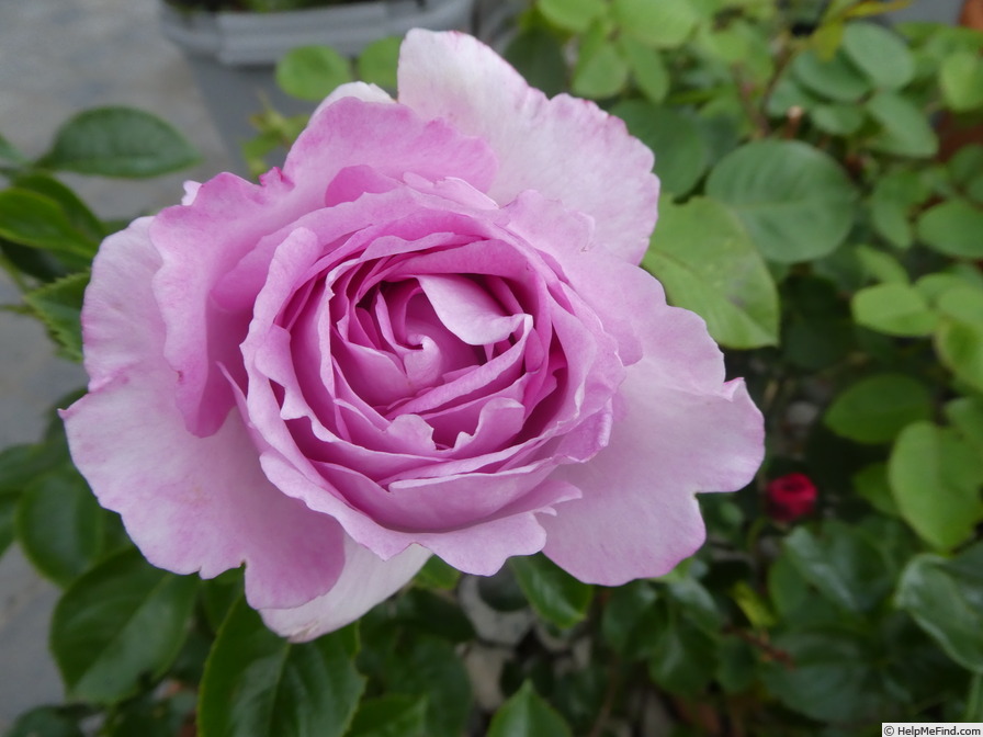 'Alexandra David Neel ®' rose photo