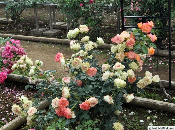'Tokonatsu Musume' rose photo