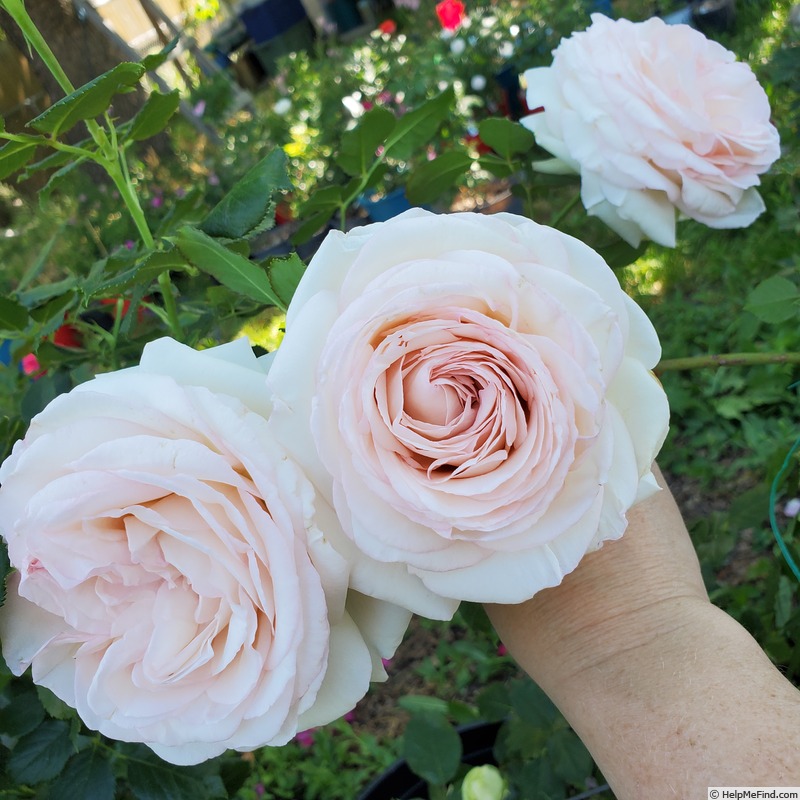 'Eden (Large Flowered Climber, Meilland, 1976/85)' rose photo