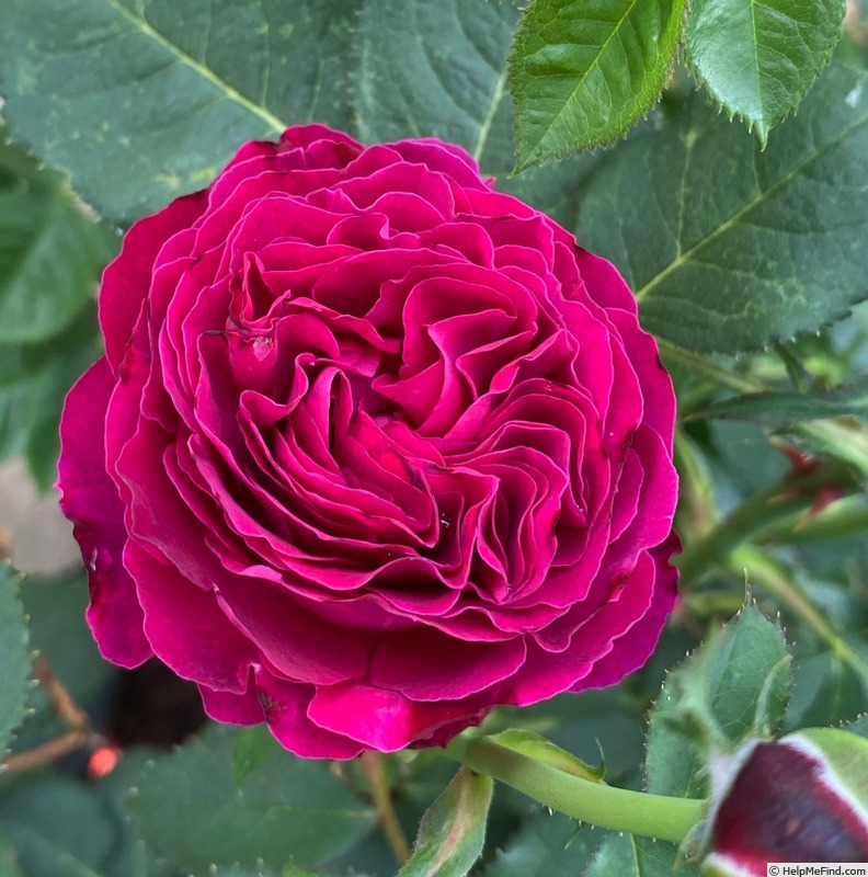 'Queen of the Night (floribunda, Schmitz, 2022)' rose photo