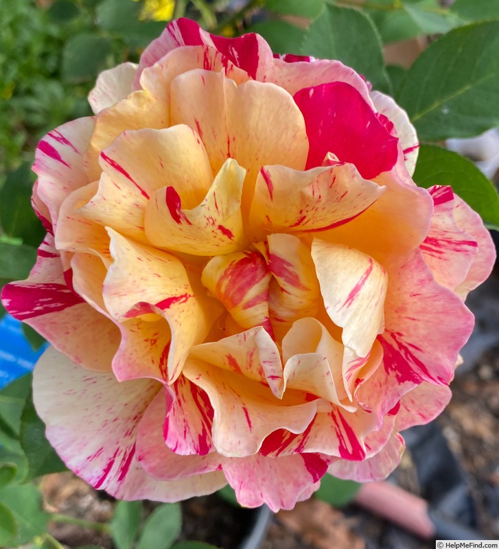 'Maurice Utrillo ™' rose photo