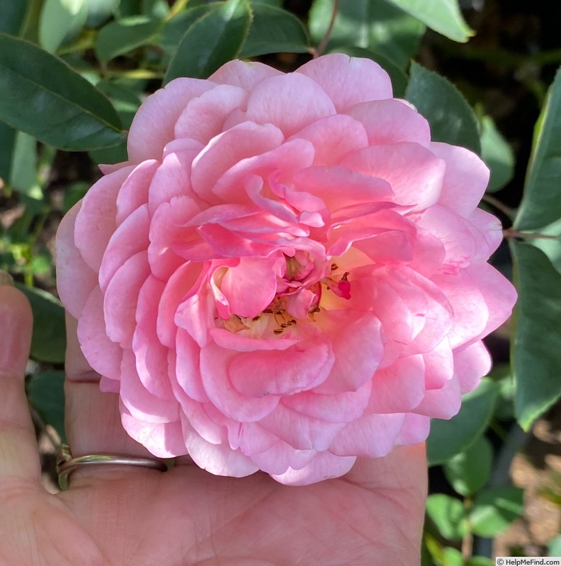 'Ina an' Mona' rose photo
