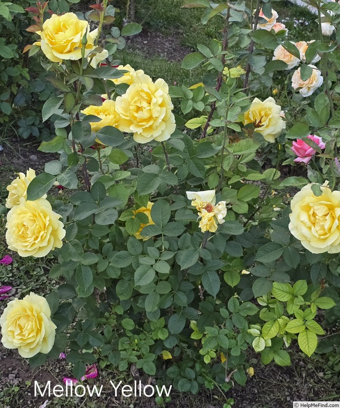 'Mellow Yellow ™ (hybrid tea, Carruth 2000)' rose photo