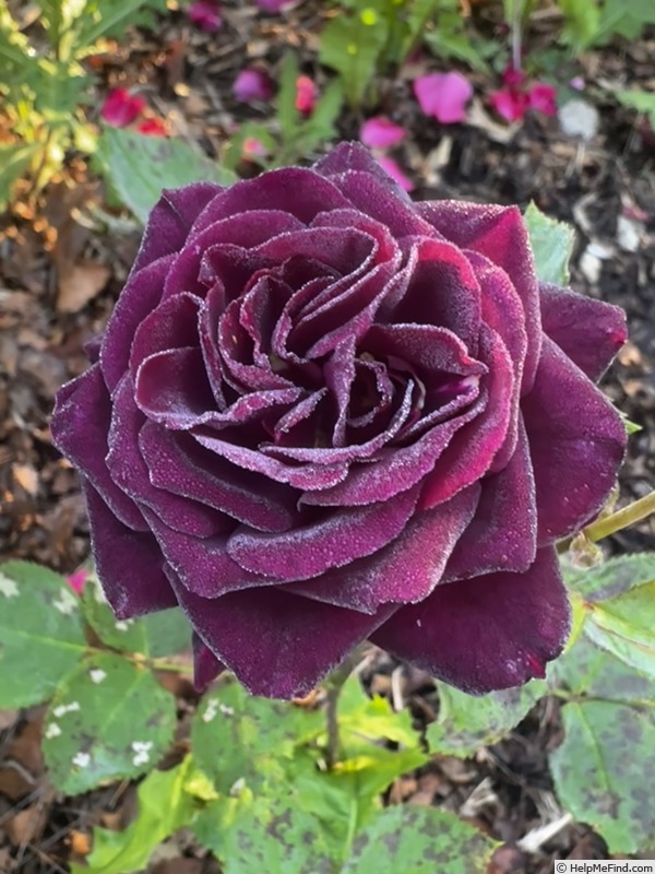'Absolutely Stunning!' rose photo