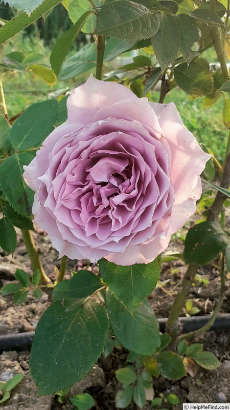 'Novalis ®' rose photo
