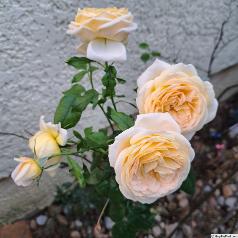 'Domaine de Chantilly®' rose photo
