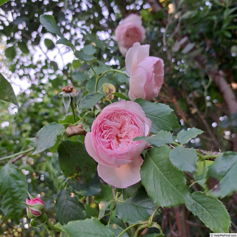 'The Mill On The Floss' rose photo