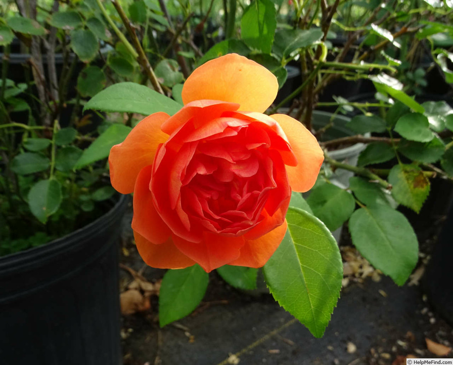 'Pat Austin ™' rose photo