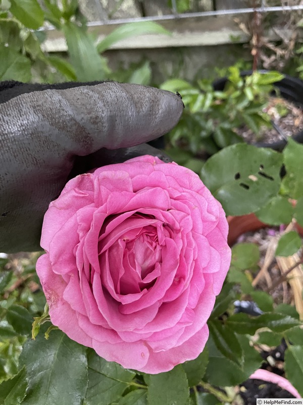'Palatina Memento' rose photo