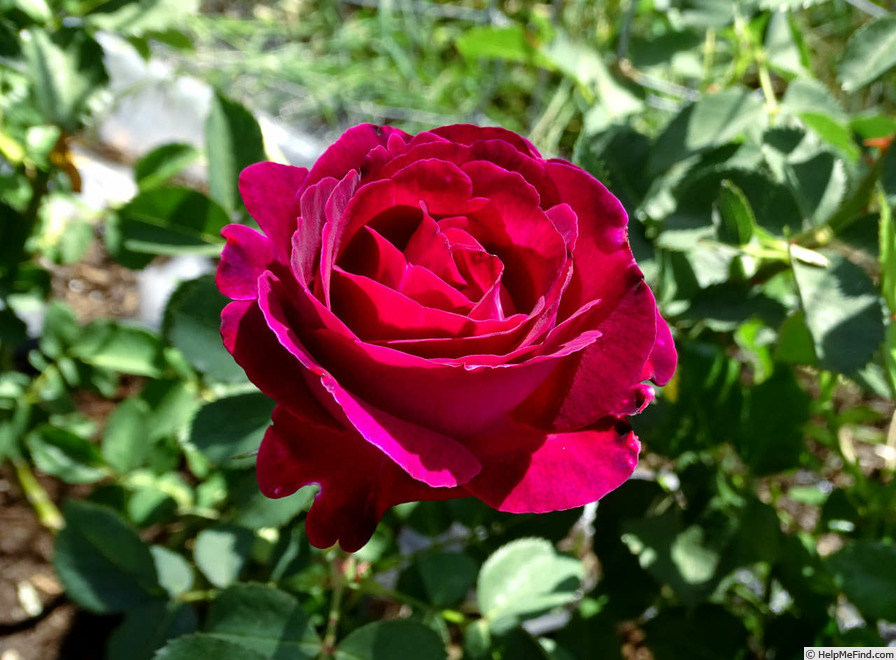 'Queen of the Night (floribunda, Schmitz, 2022)' rose photo