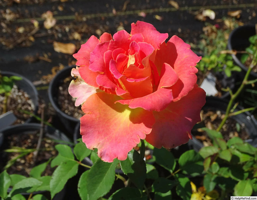 'Quo Vadis' rose photo