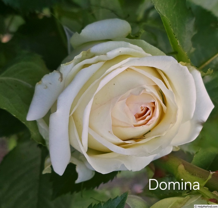 'Domina (hybrid tea, Schmitz 2010)' rose photo