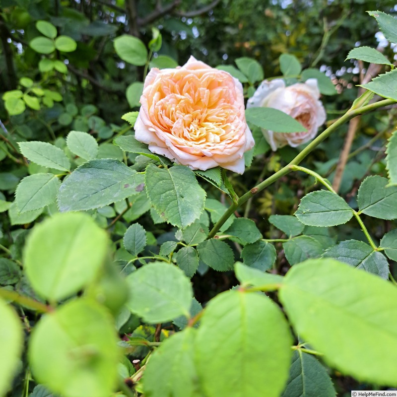 'Bathsheba' rose photo