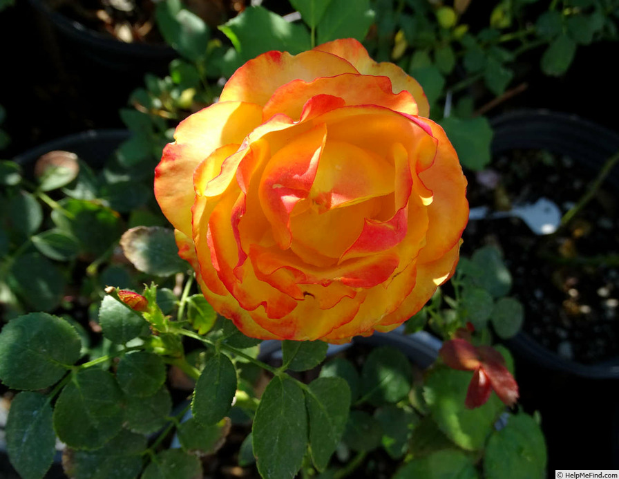 'Tequila Sunrise' rose photo