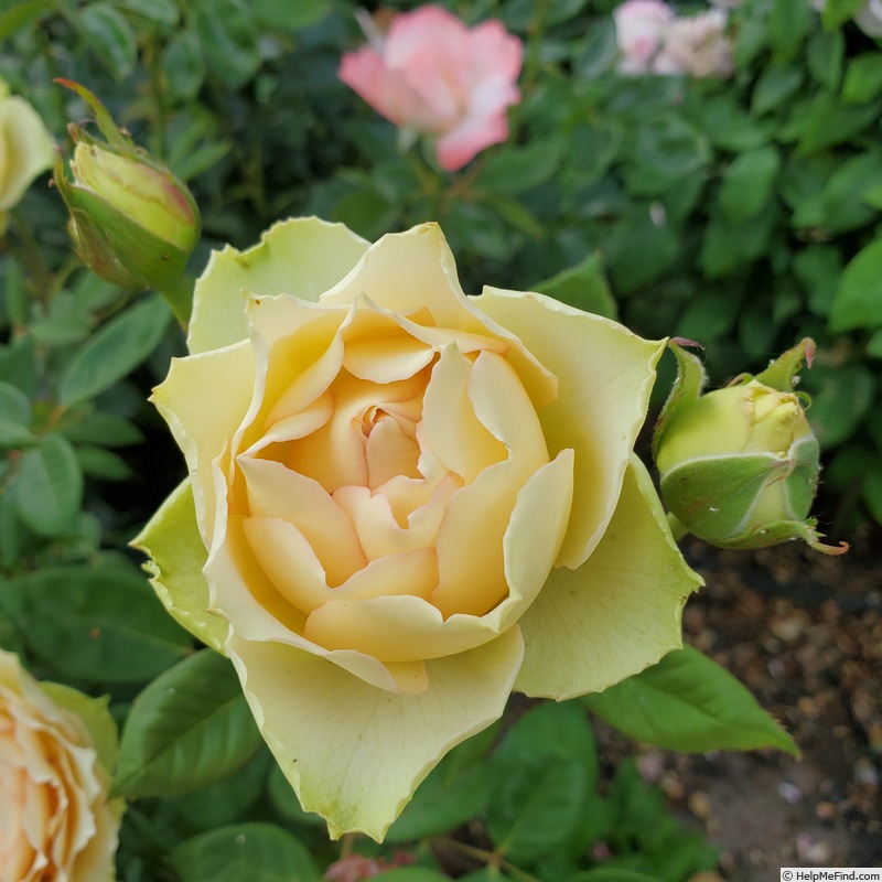 'Euphoria (hybrid tea, Interplant, 2006)' rose photo