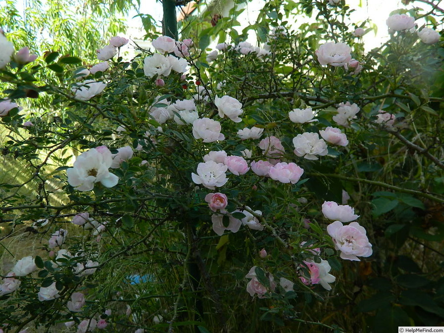 'La Petite Fraicheur' rose photo