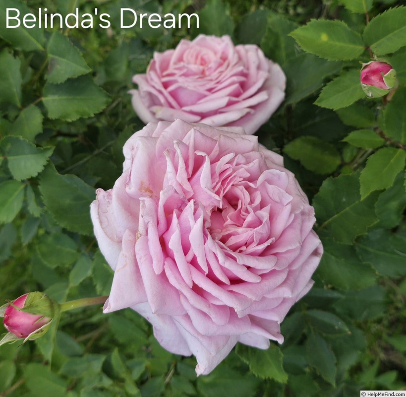 'Belinda's Dream (Shrub, Basye, 1988)' rose photo