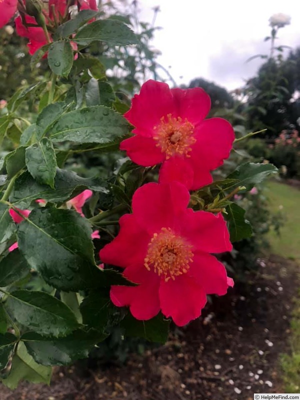 'Lois Manners' rose photo