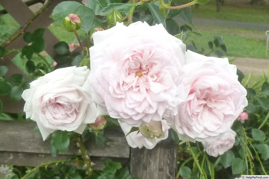 'Awakening (Large Flowered Climber, discovered by Jan Bohm, 1935)' rose photo