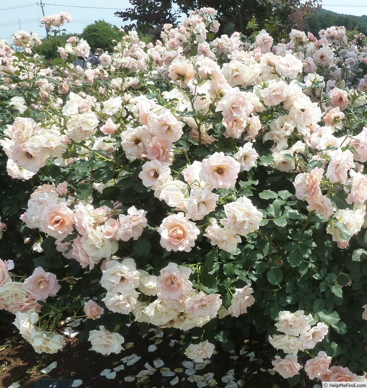 'Kotone' rose photo