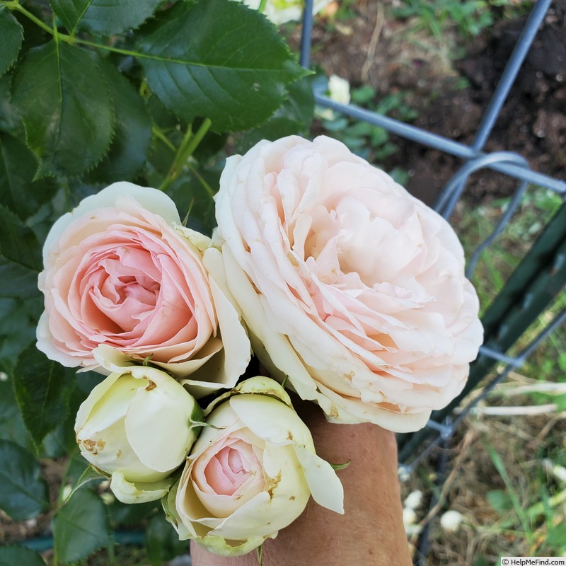 'Eden (Large Flowered Climber, Meilland, 1976/85)' rose photo