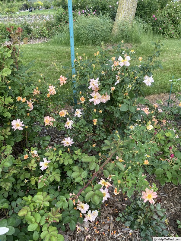 'GoldMM' rose photo