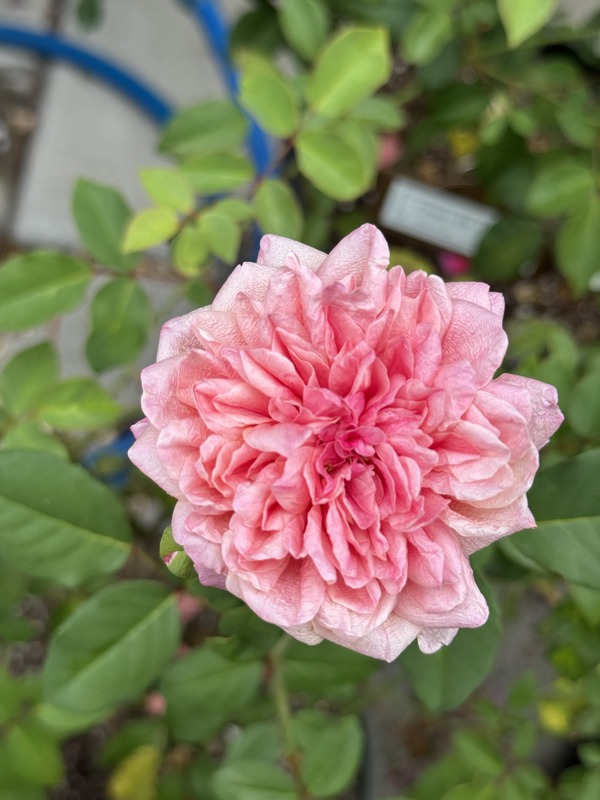 'Monsieur Tillier' rose photo