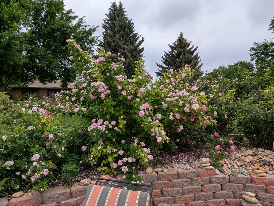 'Cheryl Netter's Rose Garden'  photo