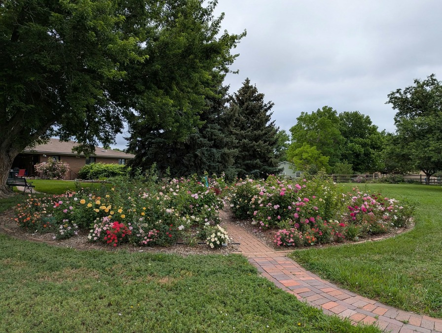 'Cheryl Netter's Rose Garden'  photo