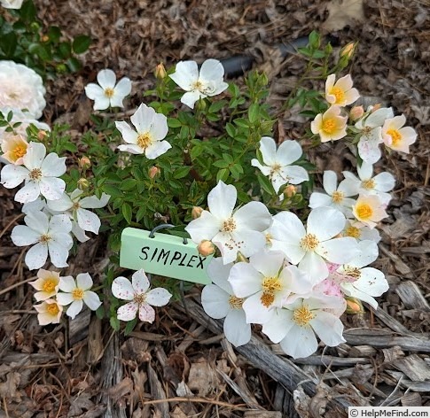 'Simplex (miniature, Moore, 1961)' rose photo