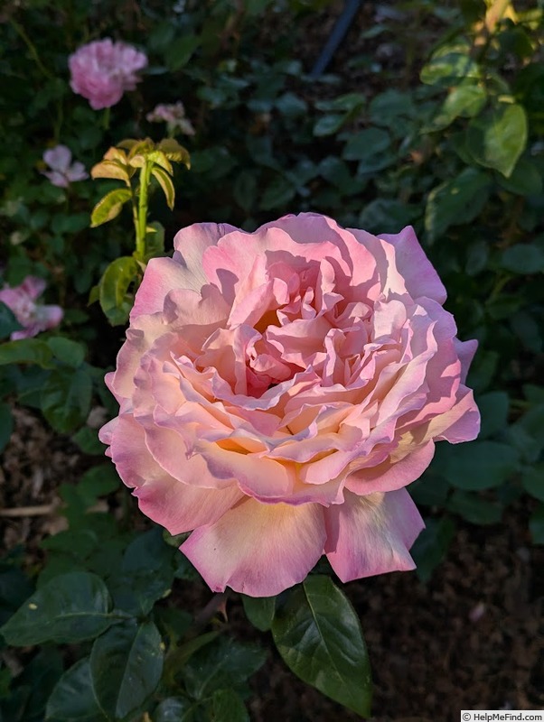 'Chicago Peace' rose photo