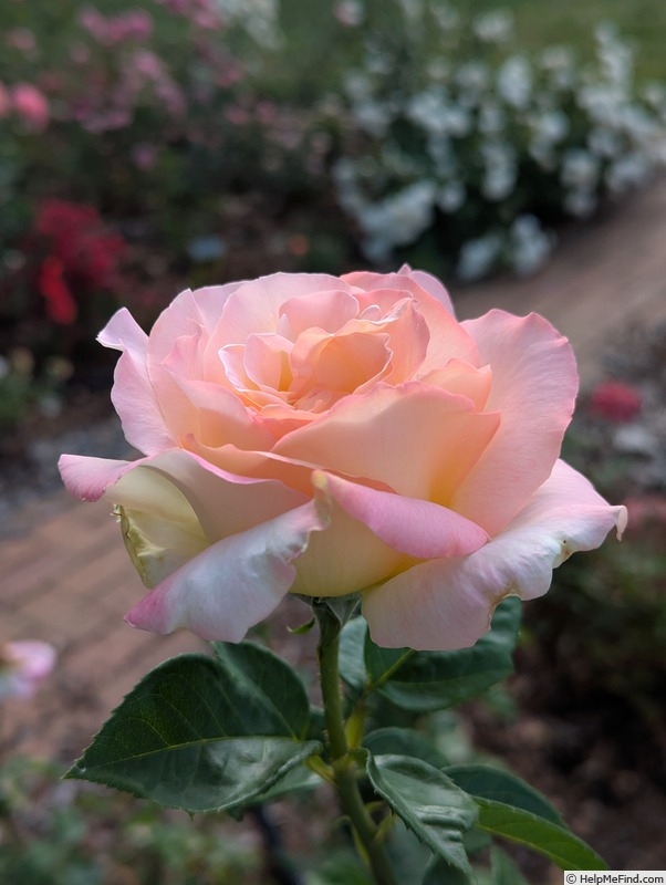 'Peace (hybrid tea, Meilland 1935)' rose photo