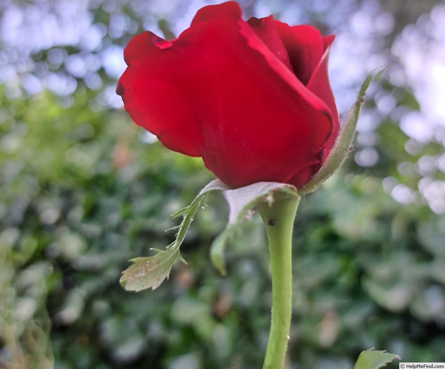 'Hacienda ®' rose photo