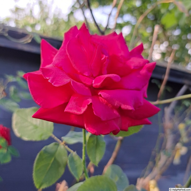 'Hacienda ®' rose photo