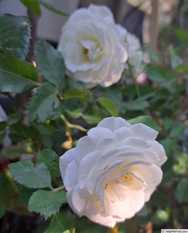'Schneeküsschen ® (miniature, Kordes 2005/16)' rose photo