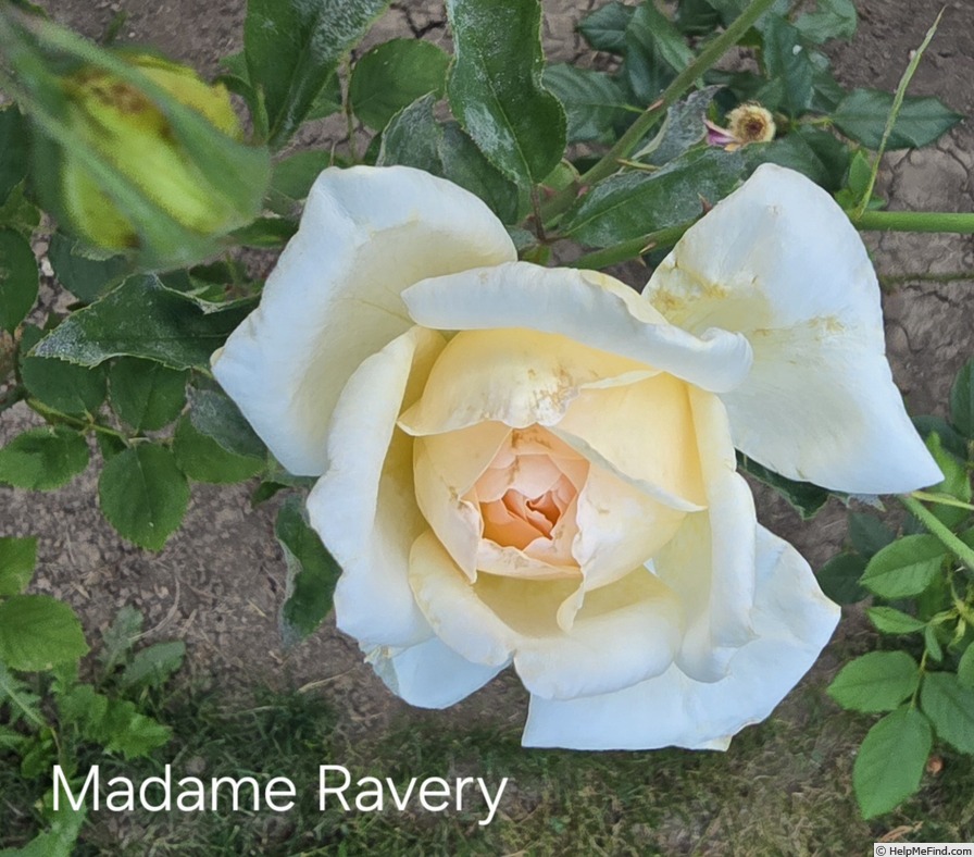 'Madame Ravary' rose photo